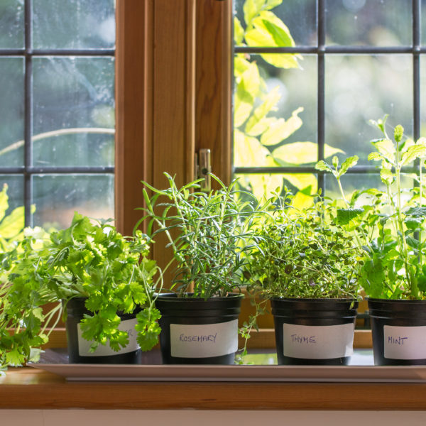 Herbs on a windowsill