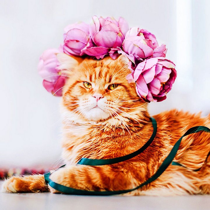 кот
