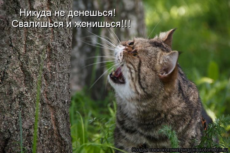 Пятничная котоматрица!