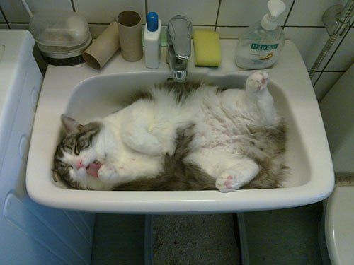 Как спят коты и кошки Как спят коты и кошки...