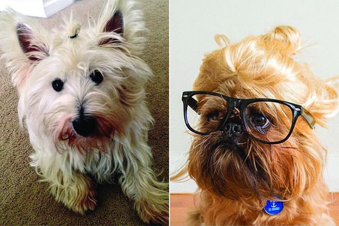 Собаки с гульками — новый модный тренд в мире моды гулька, мода, собака