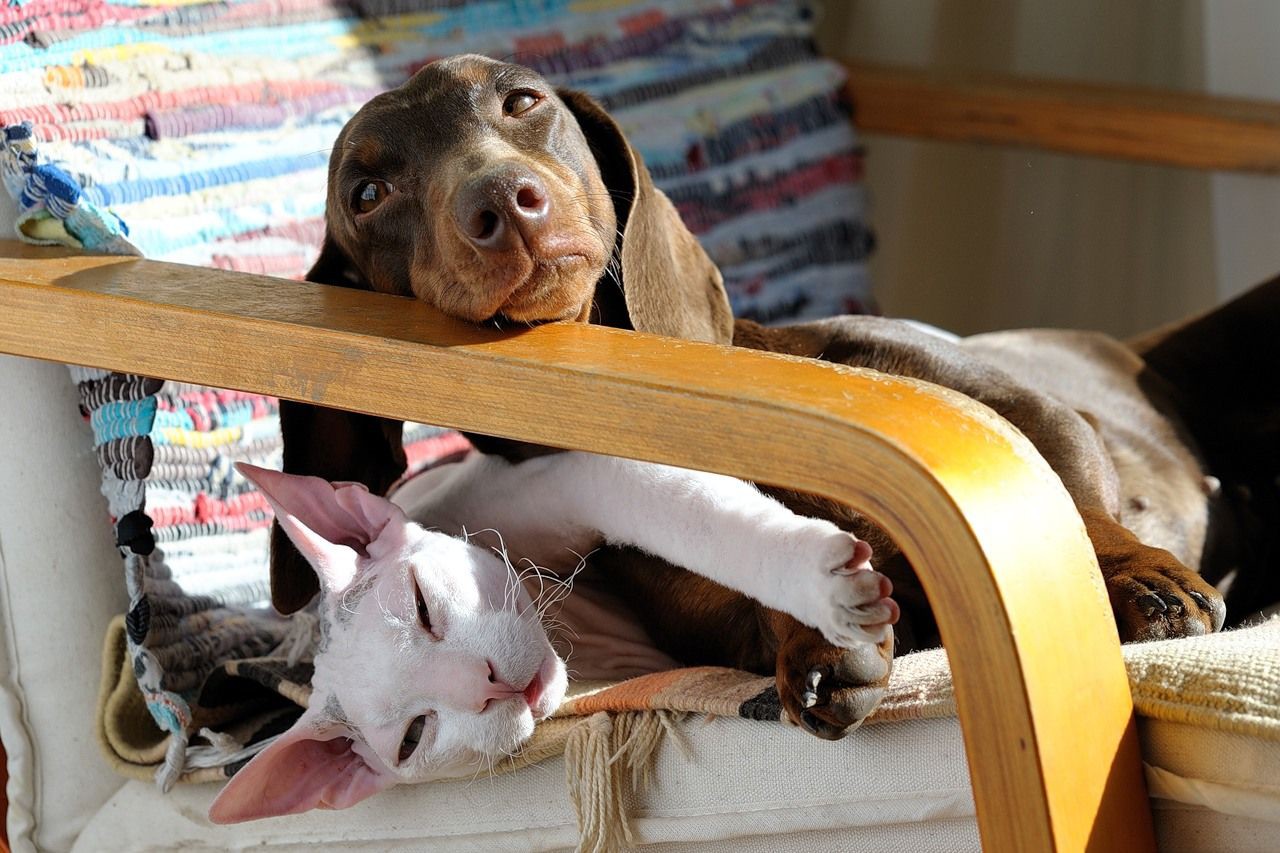 Кошки - самые лучшие друзья собак кошки, собаки