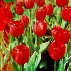 ����� ����� ���������