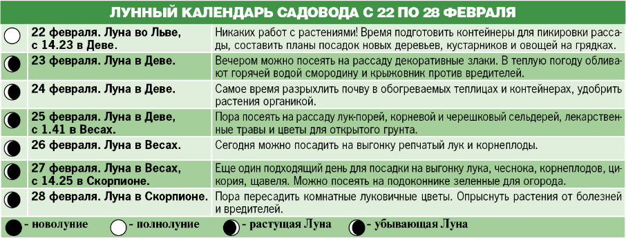 Что сажают на растущей луне 98