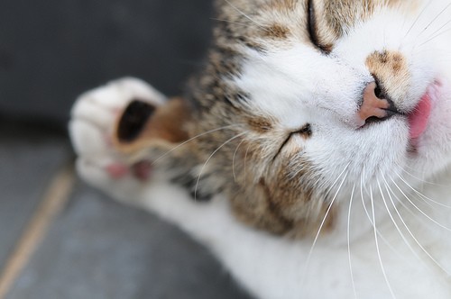 Так хорошо, что я зык можно высунуть!