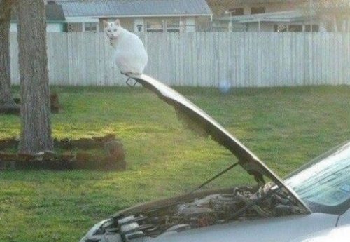 Умело балансирующие кошки...