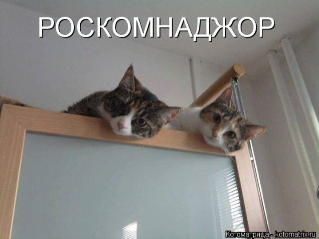 Самые смешные котоматрицы для хорошего настроения) Самые смешные котоматрицы для хорошего настроения)