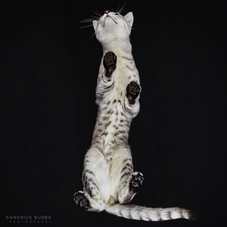 Обратная сторона кота Обратная сторона кота