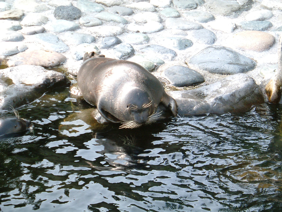 Baikal_seal_200507_hakone_japan