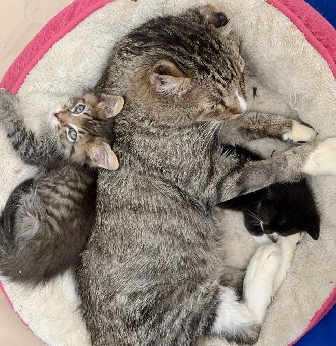 Котята лежат возле кота Кот спит