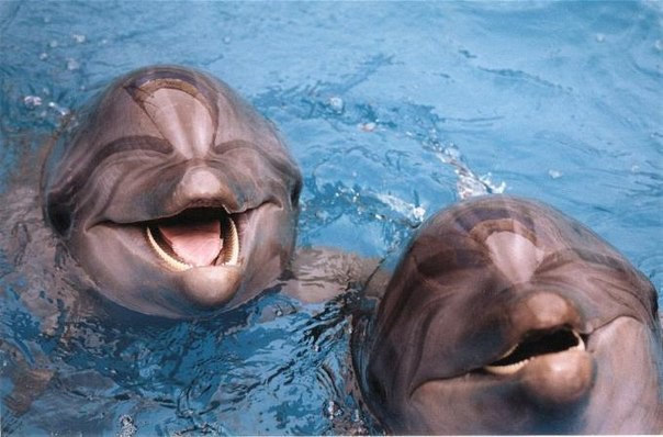 Индия признала дельфинов личностями и запретила дельфинарии животные, факты
