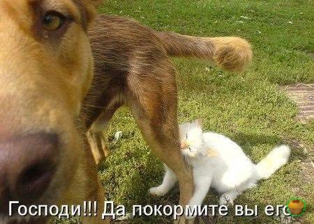 Ты не ты когда голоден! Ты не ты когда голоден, позитив, прикол, юмор