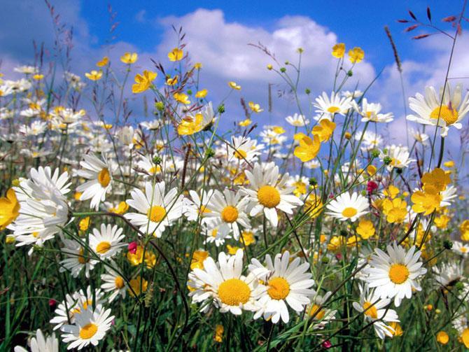 Обои облака, ромашки, полевые цветы, лето, природа 339433 / Раздел: Цветы / Гудфон.рф (GoodFon)
