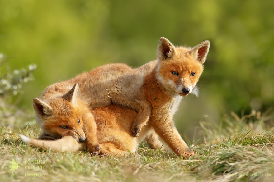 Foxy Love: Photographer Proves That Foxes Are Extremely Loving Creatures (11 Pics) Foxy Love: Photographer Proves That Foxes Are Extremely Loving Creatures (11 Pics)