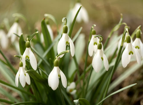 , Galanthus nivalis