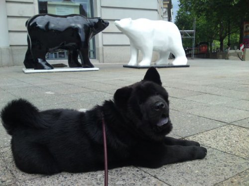 Очаровательные щенки, похожие на мишку Тедди (29 фото) Очаровательные щенки, похожие на мишку Тедди (29 фото)