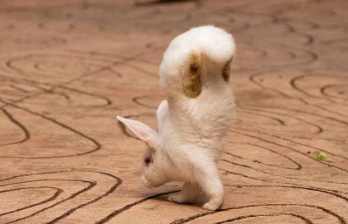 Кролик с парализованными задними лапками научился ходить на передних