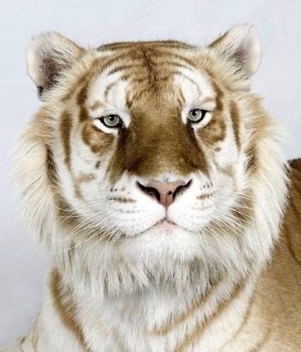 Тигры с разным окрасом шерсти Тигры с разным окрасом шерсти, животные