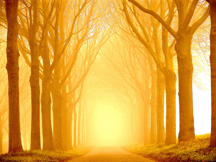 Лесные фантазии света и красок: Lars van de Goor
