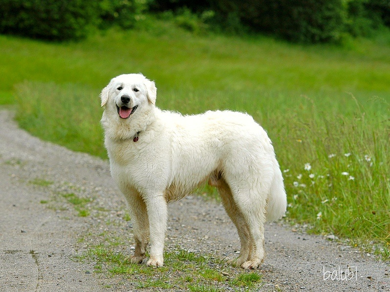 список больших пород собак: Кувас. фото