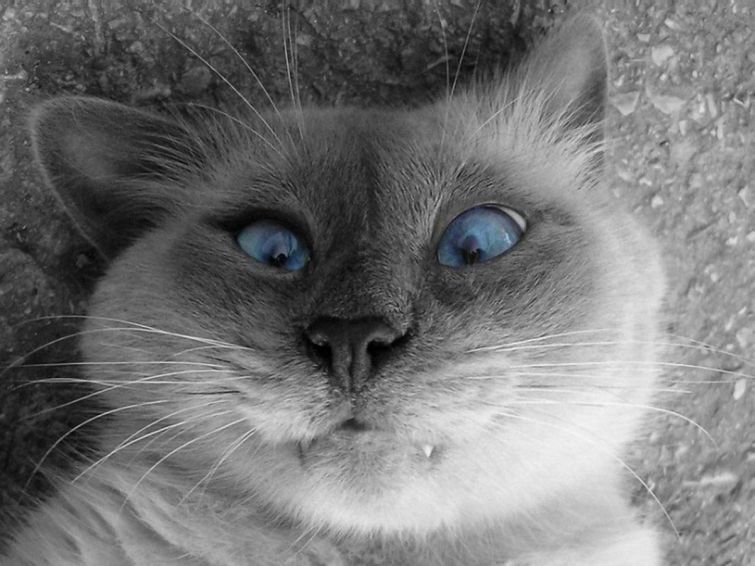 Милейшие косоглазые коты, чей изъян делает их уникальными Милейшие косоглазые коты, чей изъян делает их уникальными животные, косоглазые коты