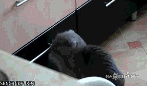 Застукали на месте преступления gif, воровство, гифки, карманники, мошенники, подборка, прикол