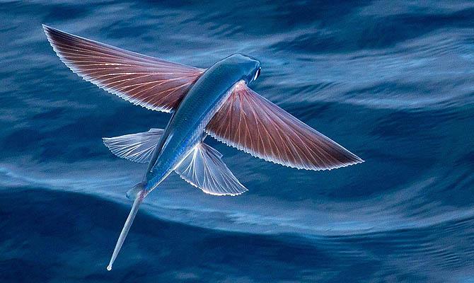 летучая рыба факты Интересные факты о морских обитателях