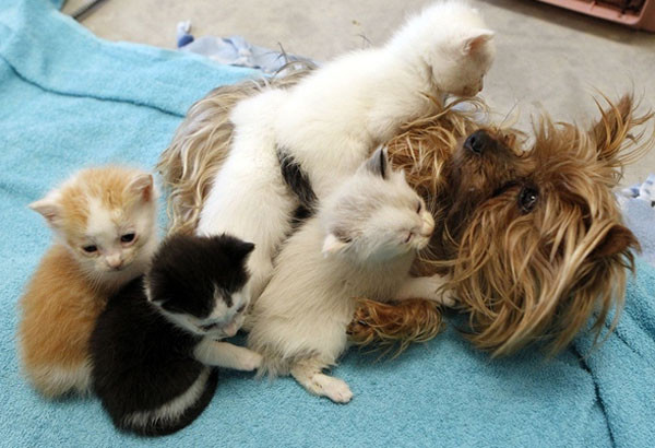 Кошки и собаки. Враги или друзья? животные, коты, кошки и собаки, прикол