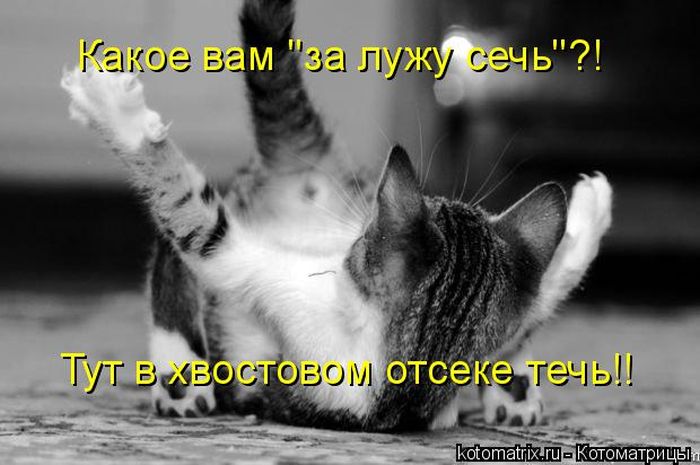 Лучшие котоматрицы недели (49 фото) Забавный котопост