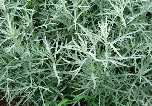 Полынь (Artemisia) Полынь (Artemisia)