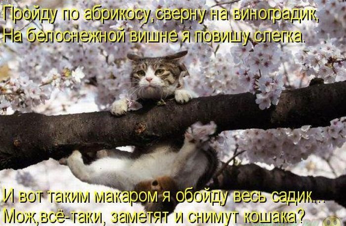 Котоматрица. Часть 2. (45 фото)