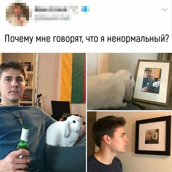 Самые смешные и веселые животные - подборка фотографий №91 11