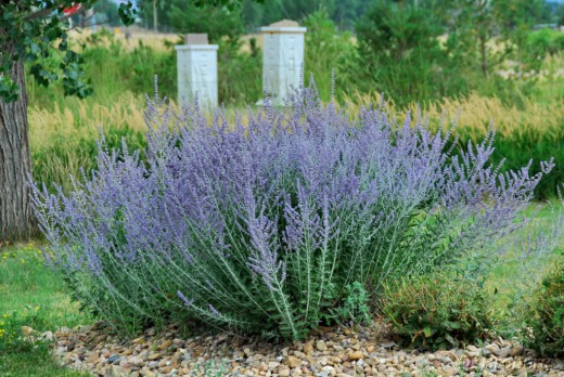 Перовския лебедолистная (Perovskia atriplicifolia)
