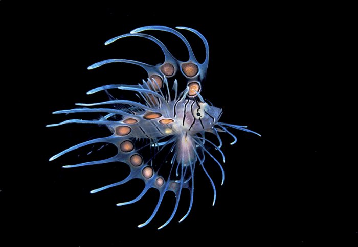 ������ ������ �������� ��������� ���������� �RSMAS Underwater Photography 2013�