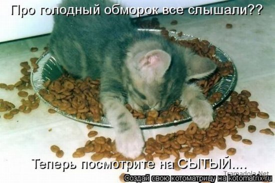 Котоматрица 18