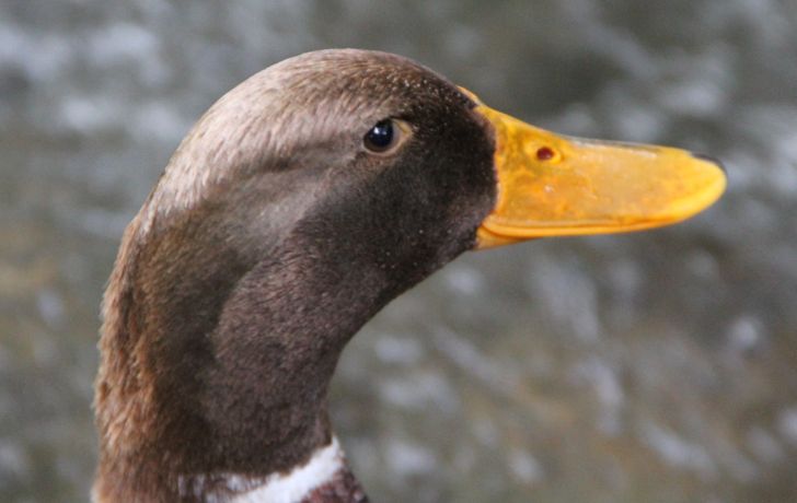 23 факта обо всем на свете, которые сделают из вас настоящего эрудита