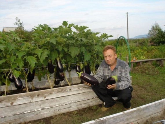 подкормки для огорода Игорь Лядов 3: Органическое земледелие, пермакультура
