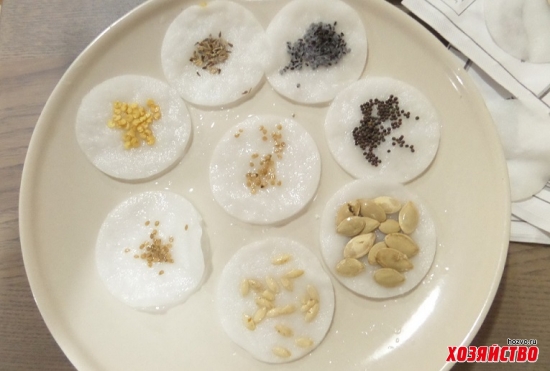 После какой культуры сажать огурец После какой культуры сажать огурец