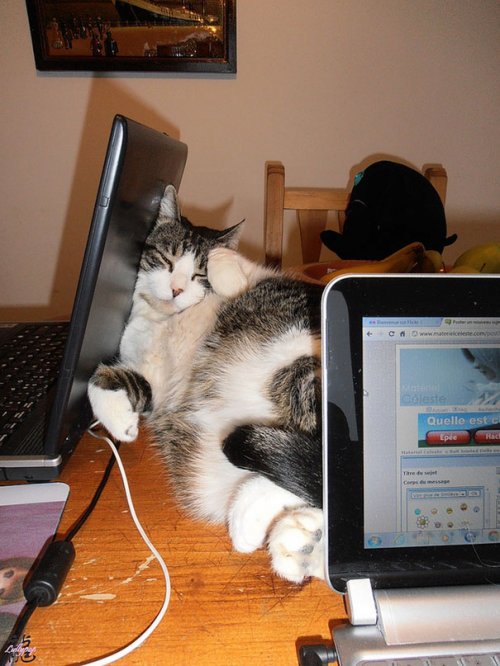 Домашние животные, уснувшие в самых неожиданных местах и позах (37 фото) Домашние животные, уснувшие в самых неожиданных местах и позах (37 фото)