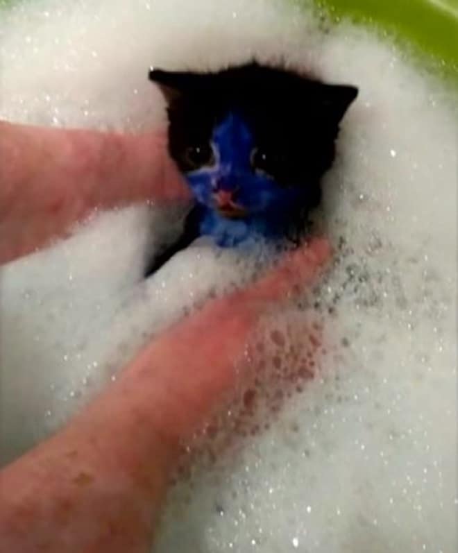 Котенка купают Котенок в пене