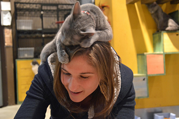 Кошка гуляет сама по себе кошки, личное пргстранство