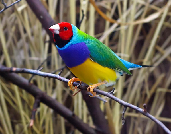 Птицы-радуге сродни животные, краски, природа, радуга