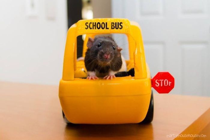 Tapтaлeтки & Ко