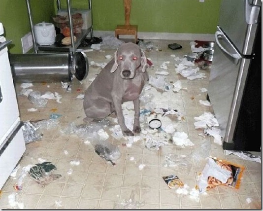 funny-cats-dogs-destroy-house-001