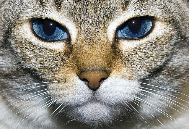 Алтайские голубоглазые Порода кошек, животные, котики, кошки, фото