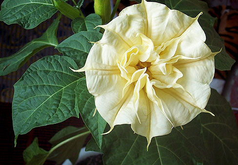 Дурман (Datura) Дурман (Datura)