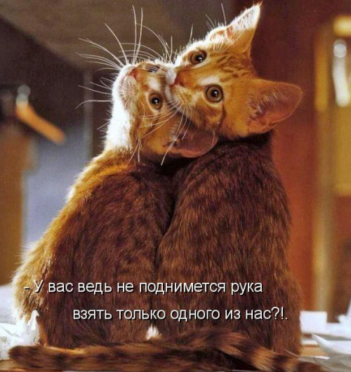 Лучшая котоматрица фото 16