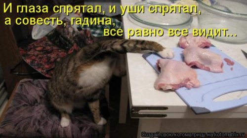 Лучшие котоматрицы недели, 25 фото