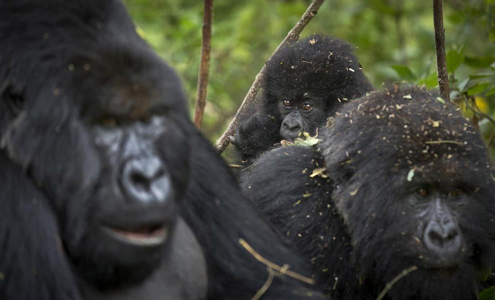Семья горных горилл в Руанде