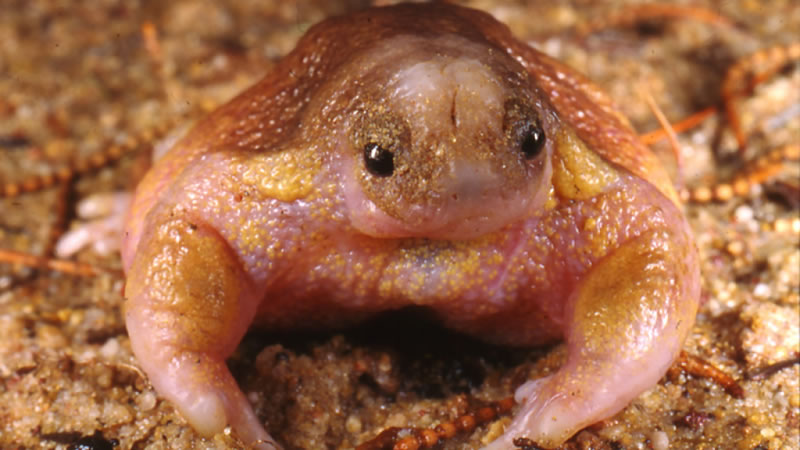 Странные фотографии самых странных лягушек на планете